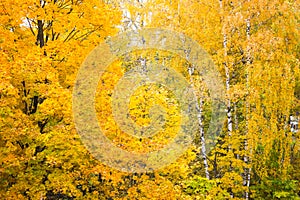 Yellow autumn birch and maple trees in the forest