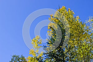 Yellow autumn Birch and spruce green against the blue autumn sky. Change the seasons in nature.