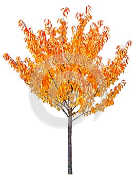 Yellow autumn cherry tree isolated