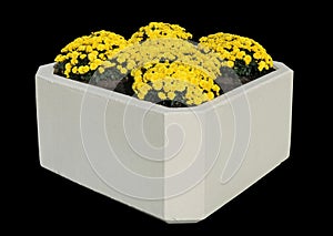 Yellow autumn chrysanthemums grow in street concrete flower pot isolated