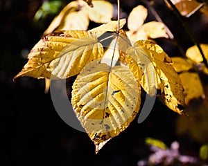 Yellow Autumn Colored Leaves With Spots