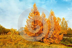 yellow autumn conifers photo