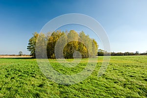 Yellow autumn copse and green meadow