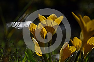 yellow autumn crocus photo