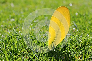 Yellow autumn fall leaf on garden green grass lawn