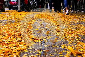 Yellow Autumn Fall Leaves Piled on Street SIdewalk Urban Environment Season Beautiful Color