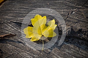 Yellow autumn fallen leaf on an old gray tree stump, selective focus. Seasonal mood