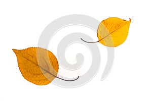 Yellow autumn fallen leafs isolated