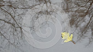 Yellow autumn fallen oak leaves, puddle on grey asphalt. Fall bare leafless tree