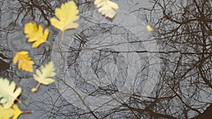 Yellow autumn fallen oak leaves, puddle on grey asphalt. Fall bare leafless tree