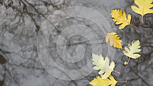 Yellow autumn fallen oak leaves, puddle on grey asphalt. Fall bare leafless tree