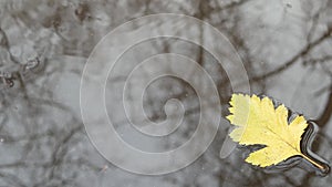 Yellow autumn fallen oak leaves, puddle on grey asphalt. Fall bare leafless tree