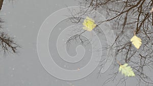 Yellow autumn fallen oak leaves, puddle on grey asphalt. Fall bare leafless tree