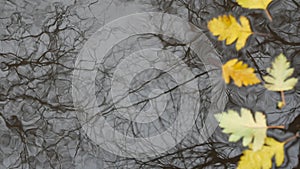 Yellow autumn fallen oak leaves, puddle on grey asphalt. Fall bare leafless tree