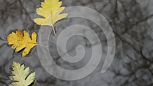 Yellow autumn fallen oak leaves, puddle on grey asphalt. Fall bare leafless tree