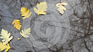 Yellow autumn fallen oak leaves, puddle on grey asphalt. Fall bare leafless tree