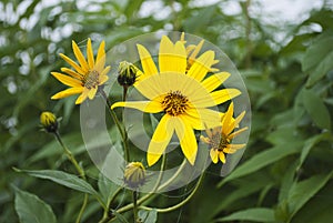 Yellow Autumn Flowers