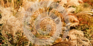 Yellow autumn fluffy feather grass on curved stems.Hello autumn concept.Natural background,horizontal banner,copy space.