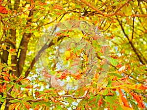 Yellow autumn foliage disappears. Colorful foliage in the park. Autumn season concept