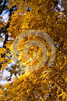 Yellow autumn foliage golden trees at the forest