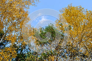 Yellow autumn foliage, locust and poplar trees and blue sky on a bright sunny day
