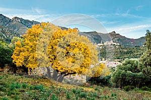 Yellow autumn foliage of Montpellier Maple in Corsica photo