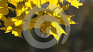 Yellow autumn foliage in the sunlight backlight on a blurred background
