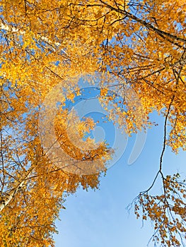 Yellow autumn foliage on trees against blue sky