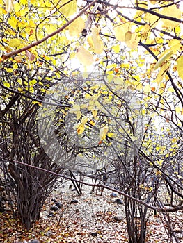 Yellow Autumn Forest