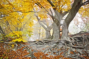 Yellow autumn forest