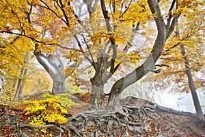Yellow autumn forest