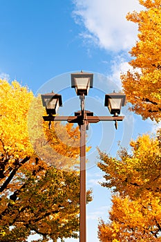 Yellow autumn Gingo tree and vintage light pole against blue sky - Ueno park, Tokyo beautiful season