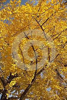Yellow autumn ginkgo tree