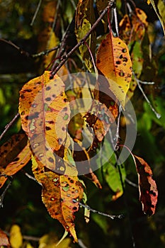 Yellow autumn lanceolate leaves of Chinese Wild Peach, also called David\'s Peach