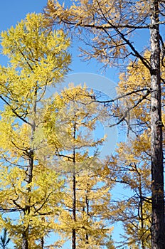 Yellow autumn larch trees against the blue sky