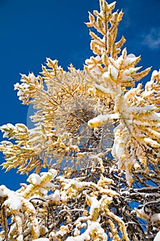 Yellow autumn larch under snow