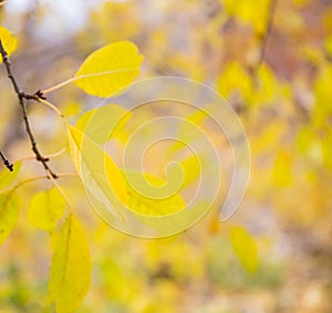 Yellow autumn. the last yellow leaves of a cherry tree.