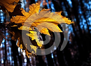 Yellow autumn leaf