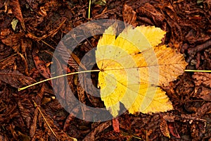 Yellow autumn leaf