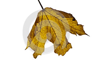 Yellow autumn leaf backlit