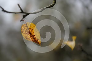 Yellow autumn leaf on a bare branch against a blurry nature background, wabi sabi concept, symbol for transience and loneliness,