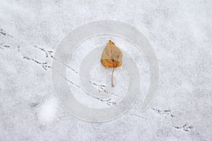 Yellow autumn leaf beside bird tracks on a fresh snow