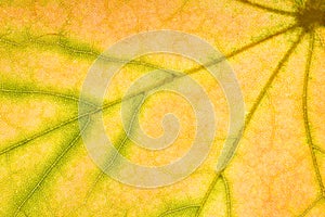 yellow autumn leaf close up. background for designer