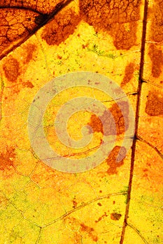 yellow autumn leaf close up. background for designer