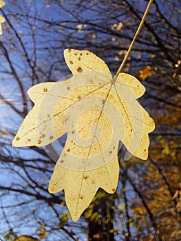 Yellow autumn leaf close up with blurry forest in background