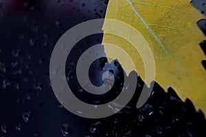 yellow autumn leaf on a dark background with water drops, macro photography photo