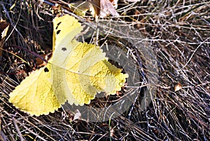 Yellow autumn leaf on dry gray grass close up detail