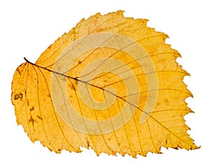 yellow autumn leaf of elm tree isolated