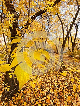 Yellow autumn leaf on fall tree beautiful park landscape