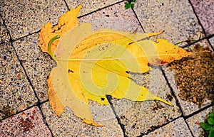 Yellow, autumn, leaf, fallen to tiled sidwalk photo